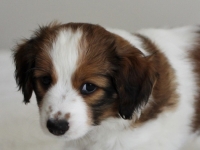 Vili, Tarlatan Parthenocissus