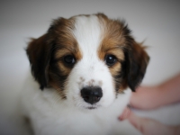 Vili, Tarlatan Parthenocissus