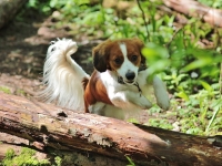 Weera, Tarlatan Praline Godiva