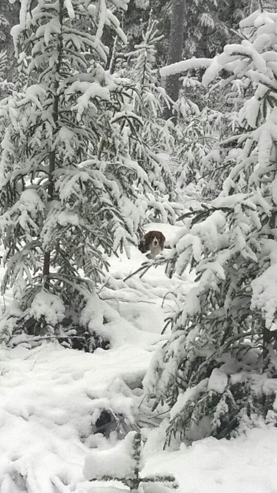 Misa, kuva Anne Mikkonen