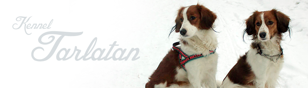 Kennel Tarlatan