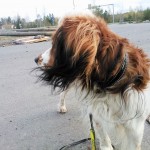 IMG-20150508-WA0010 (1) (2)